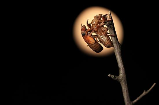 当地时间2021年5月21日，美国马里兰州塔科马公园，数以亿计的“十代蝉（Brood X）”在土里蛰伏17年后在美国东部出现，并在数周内羽化、交配、产卵、死亡。